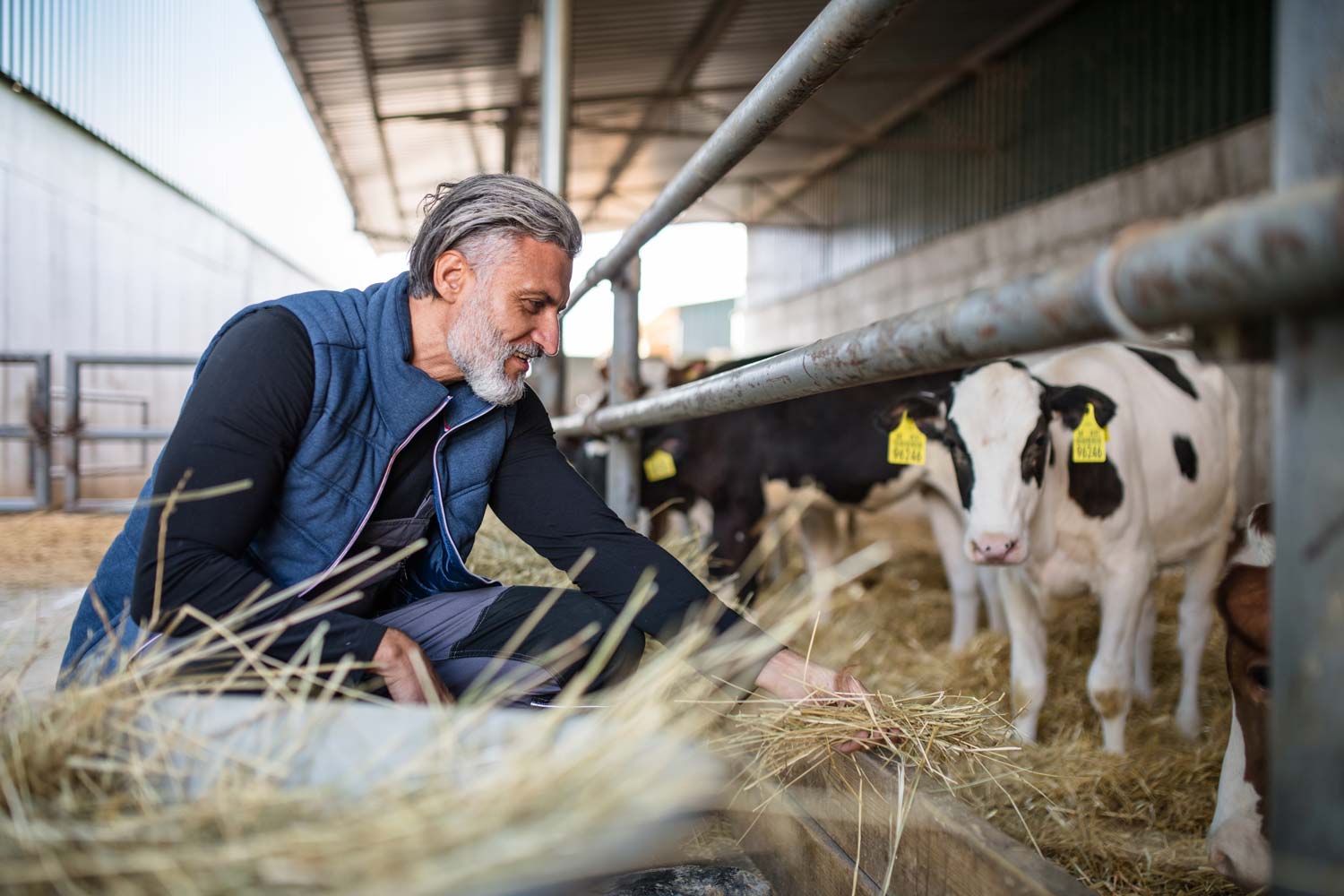 Landwirt und Kühe